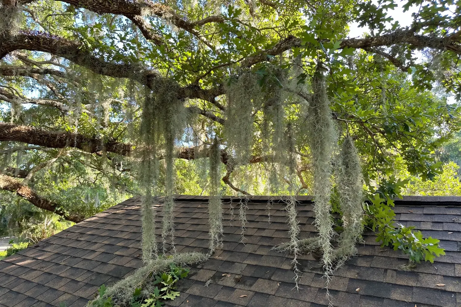 Tree branches touching a roofline, a common roof rat entry point in Spring Hill FL